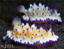 Two 'Mexichromis multituberculata' nudibranchs having a c... by Marco Waagmeester 